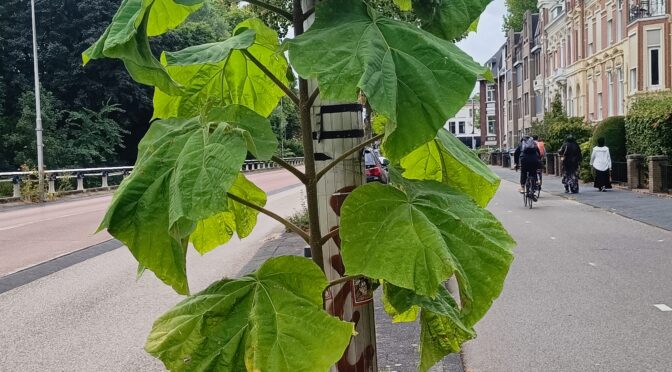 De zaailing van de annapaulownaboom